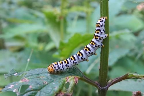 Réf. 234 358 : Cucullia scrophulariae